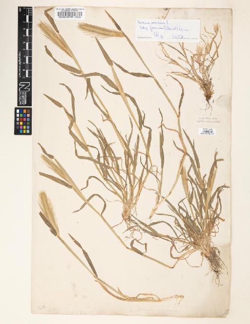 Hordeum murinum subsp. glaucum (Steud.) Tzvelev - 013790140