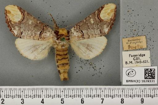 Phalera bucephala bucephala (Linnaeus, 1758) - BMNHE_1639331_208478