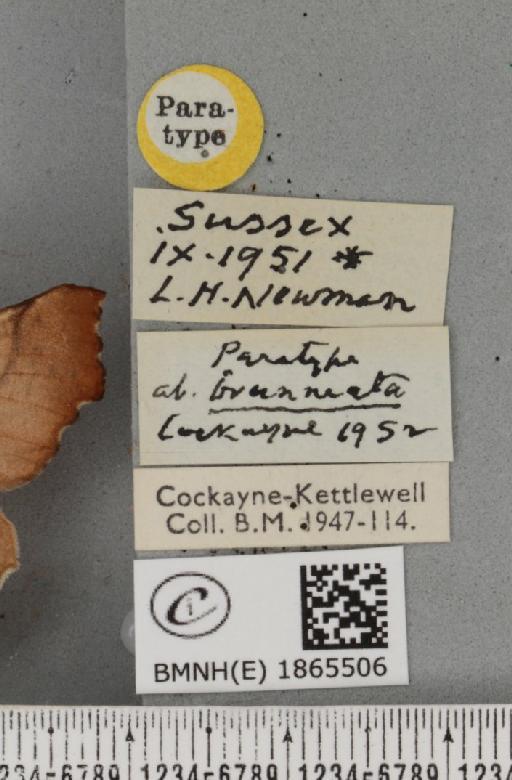 Ennomos autumnaria ab. brunneata Cockayne, 1952 - BMNHE_1865506_label_432306