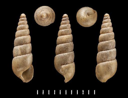 Achatina hastula Benson, 1860 - 1906.1.1.880, PROBABLE SYNTYPE, Achatina hastula Benson, 1860