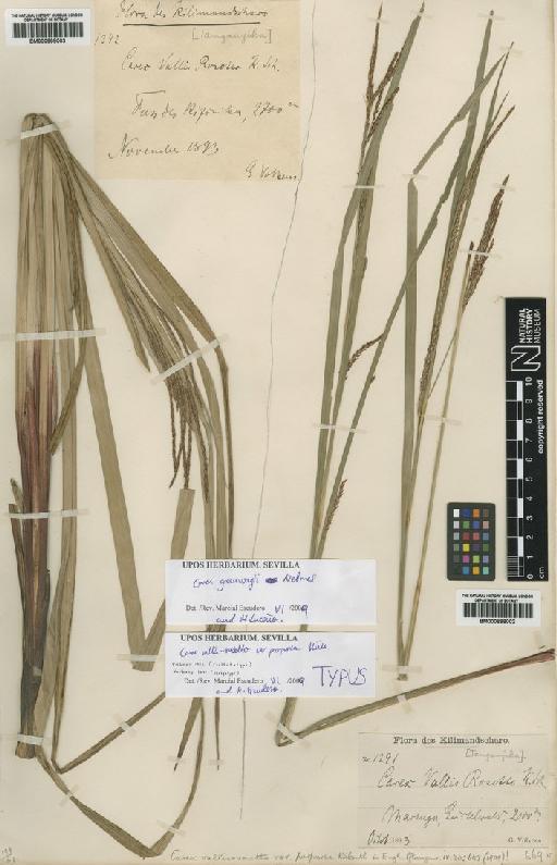 Carex greenwayi Nelmes - BM000898003