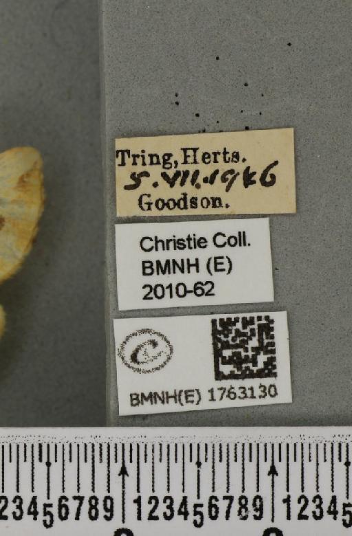 Eulithis mellinata (Fabricius, 1787) - BMNHE_1763130_label_344976