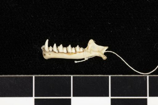 Rhinolophus tragatus Hodgson, 1835 - 1843_1_12_136-Rhinolophus_tragatus-Paralectotype-Skull-left_mandible-lateral