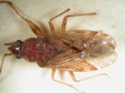 Remaudiereana nigriceps Dallas - Hemiptera: Remaudiereana Nig