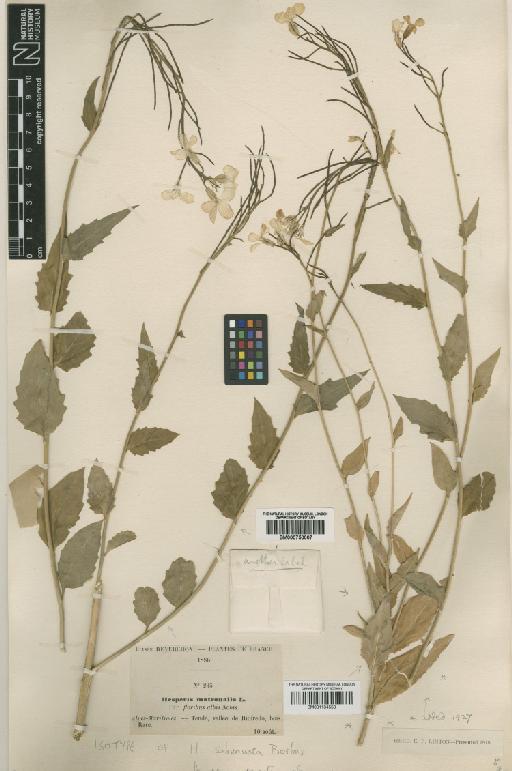 Hesperis inodora L. - BM001134553