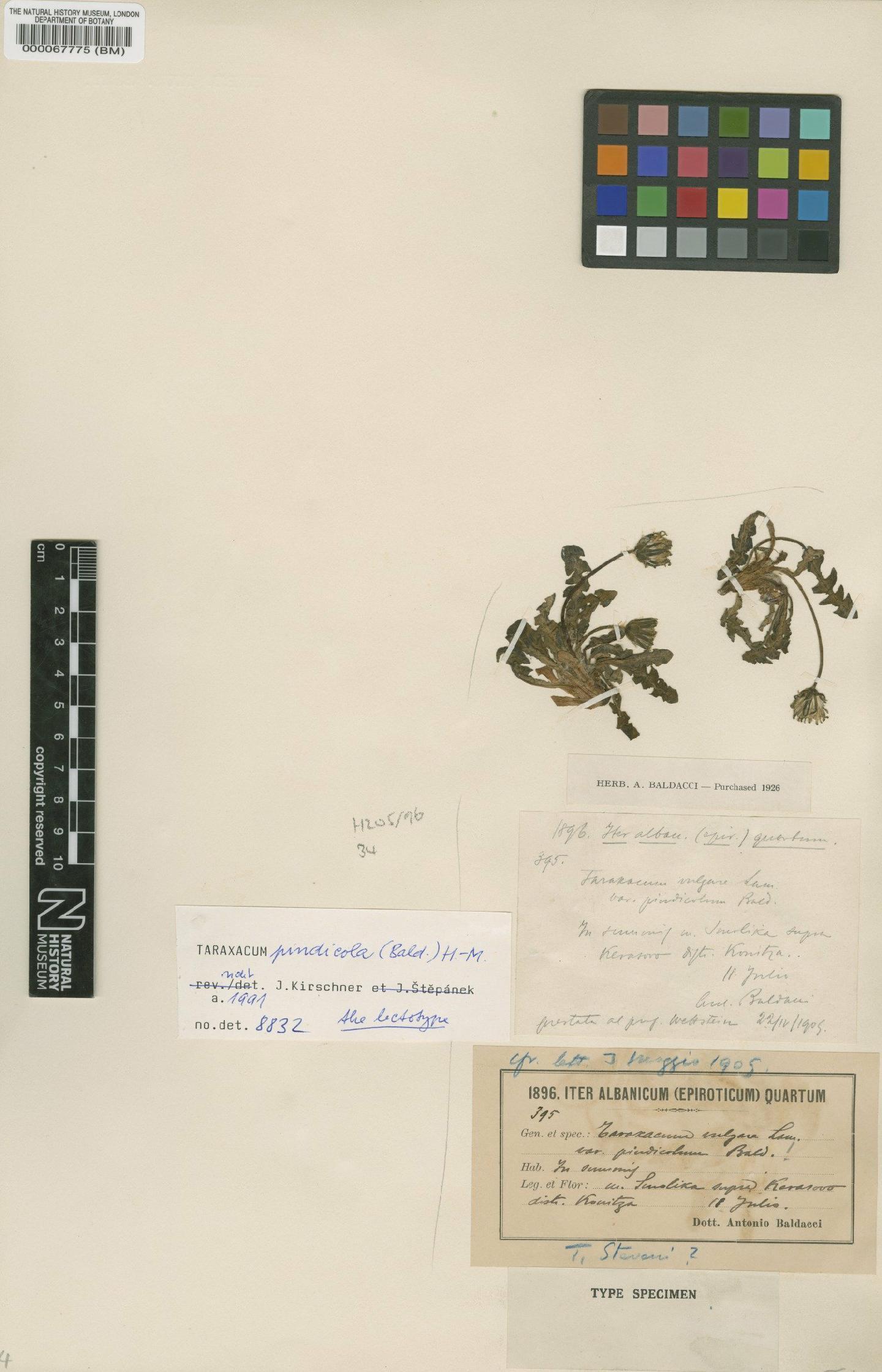 To NHMUK collection (Taraxacum pindicola Hand-Mazz; Isotype; NHMUK:ecatalogue:2201136)