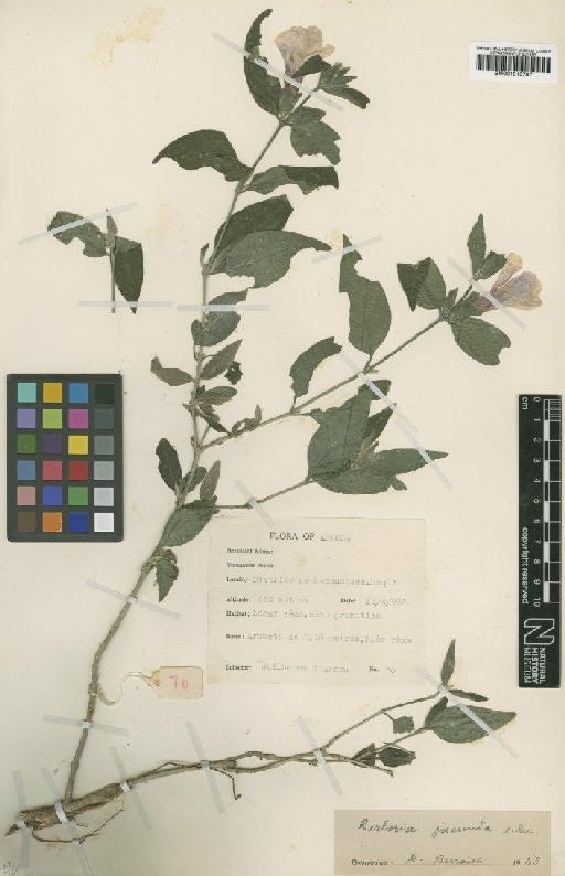 Barleria jucunda Benoist - BM001015787