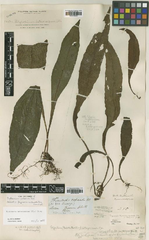 Microsorum heterocarpum (Blume) Ching - BM001038364