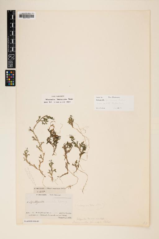Selaginella beccariana Baker - 001038091