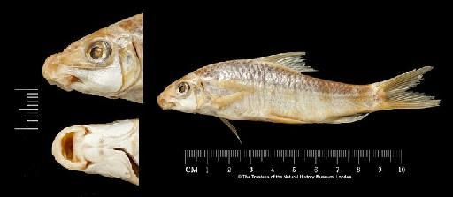 Labeo pleurotaenia (Bleeker, 1855) - BMNH 1866.5.2.105, SYNTYPE, Labeo pleurotaenia