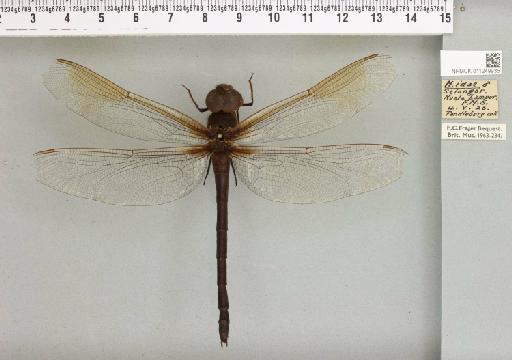 Heliaeschna idae (Brauer, 1865) - 011249935_803879_1254587_2