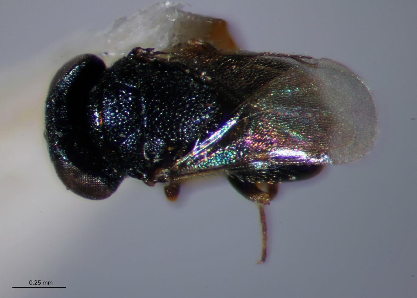 Eunotus cretaceus