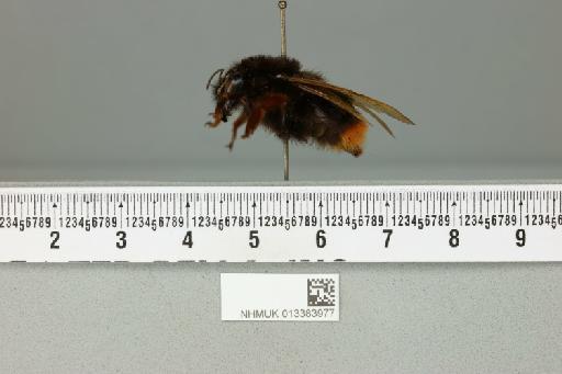 Bombus (Melanobombus) eximius Smith, F., 1852 - 013383977___1