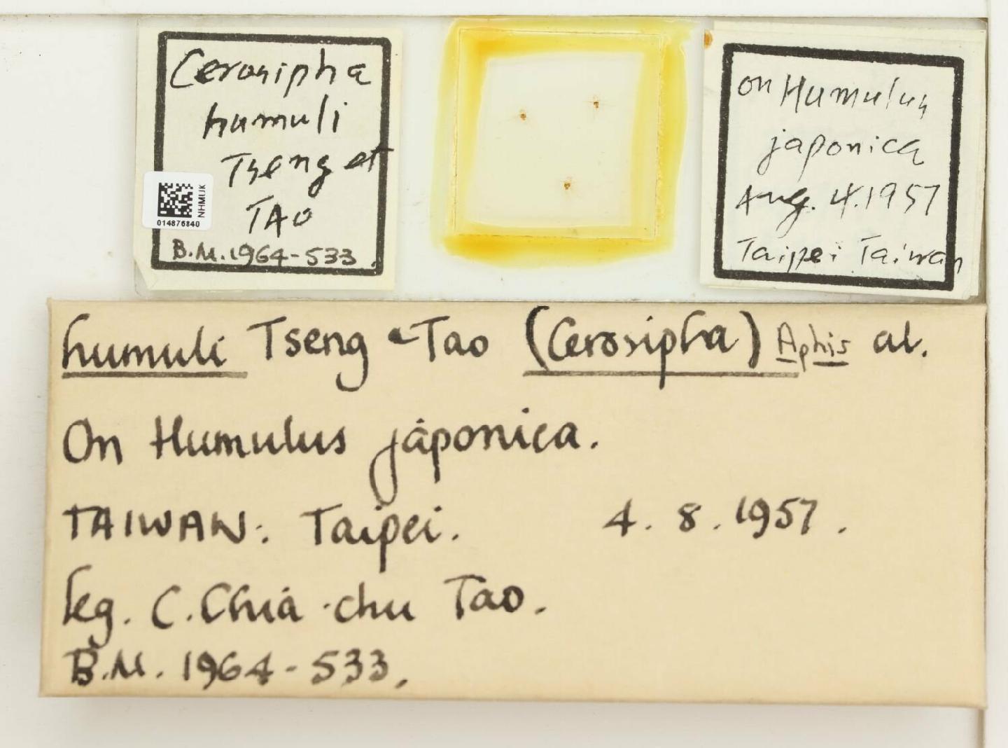 Aphis humuli