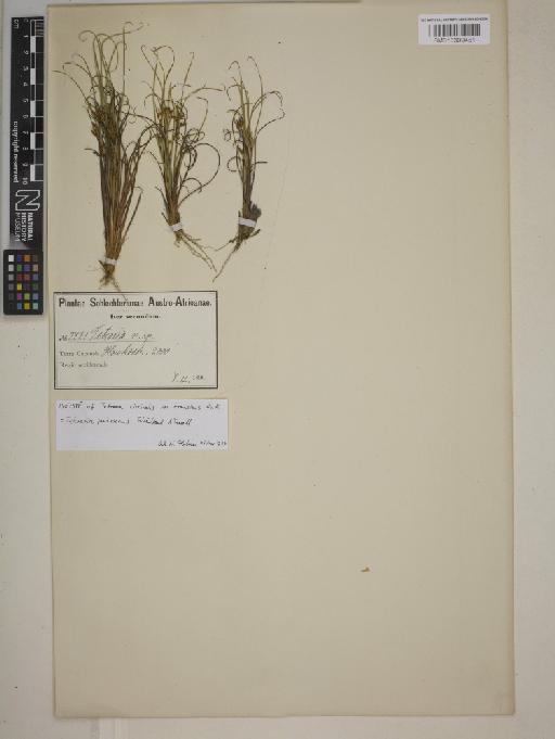 Tetraria pubescens Schönland & Turrill - BM013399451
