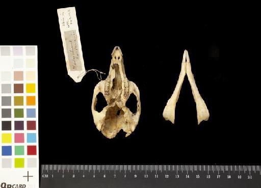 Macropus eugenii - 1846.4.25.15_Skull_Ventral