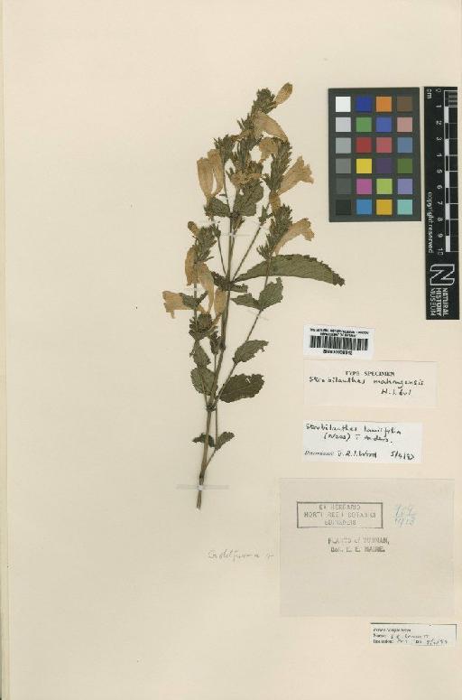 Strobilanthes lamiifolia (Nees) Anderson - BM000906313