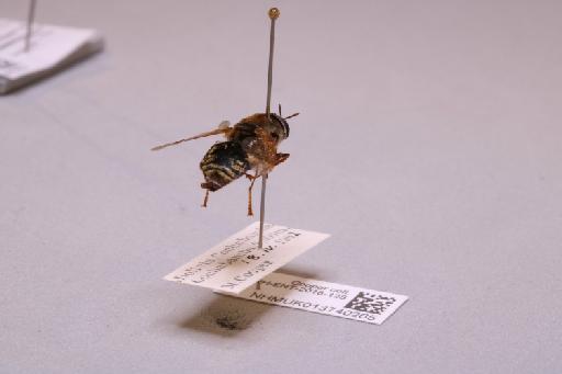 Odontomyia Meigen, 1803 - 013740265_additional_1