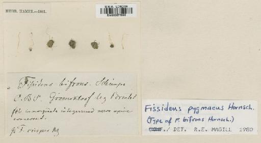 Fissidens pygmaeus Hornsch. - BM000871930