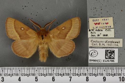 Lasiocampa trifolii flava Chalmers-Hunt, 1962 - BMNHE_1520786_192425