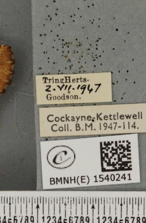 Ptilodon capucina (Linnaeus, 1758) - BMNHE_1540241_label_247487