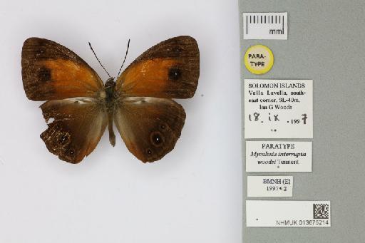 Mycalesis interrupta woodsi Tennent, 2001 - 013675214_Mycalesis_interrupta_woodsi_Tennent_2001_PT