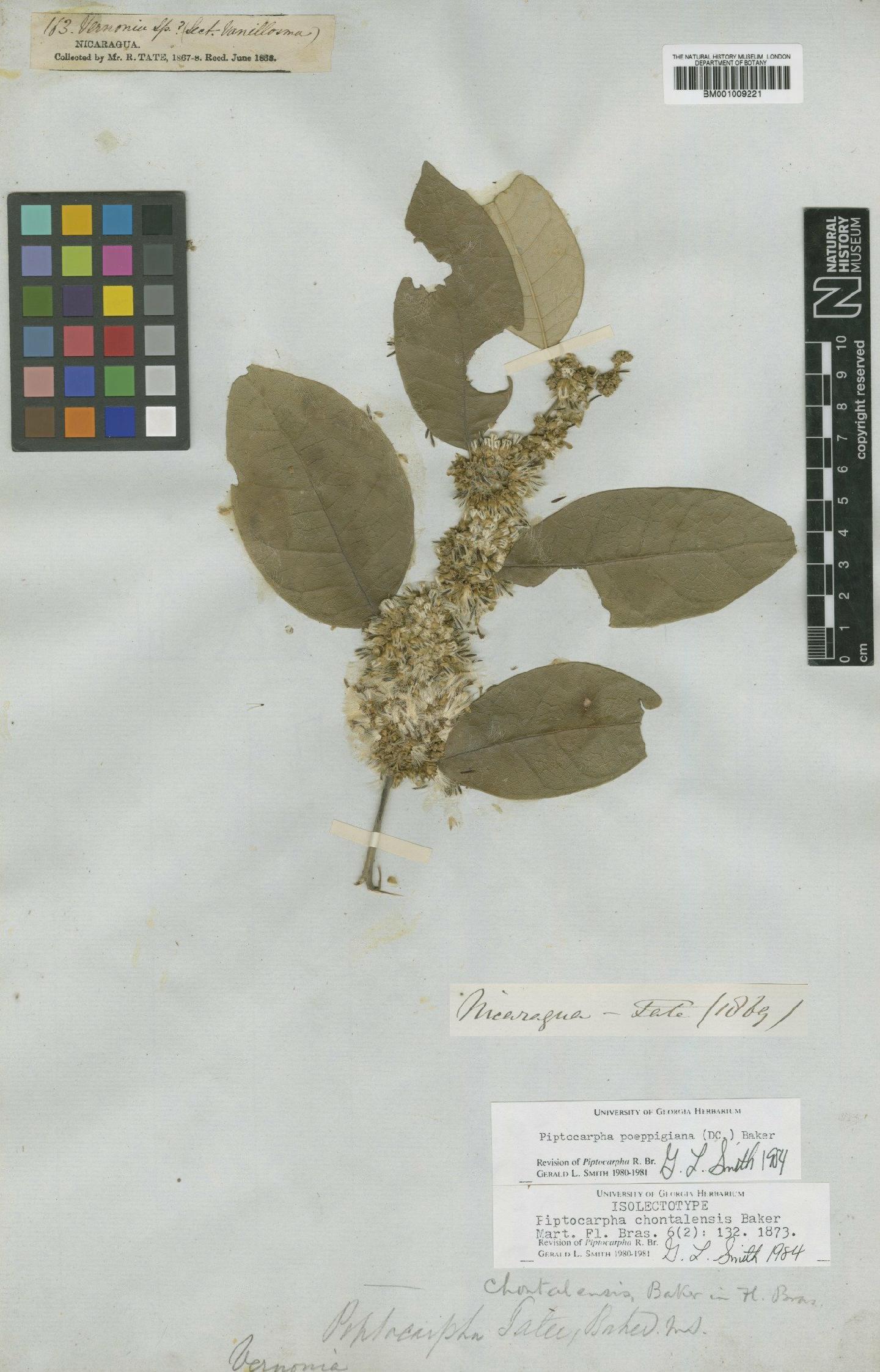 To NHMUK collection (Piptocarpha poeppigiana (DC.) Baker; Isolectotype; NHMUK:ecatalogue:557668)