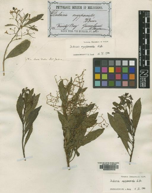 Duboisia myoporoides R.Br. - BM000629238 (2)