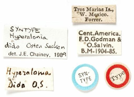 Hyperalonia dido Osten Sacken, 1886 - BMNH(E) #819251 Hyperalonia dido - labels