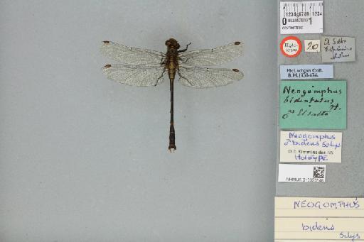 Neogomphus bidens Selys, 1878 - 013323548_dorsal