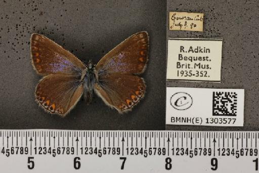 Polyommatus icarus icarus (Rottemburg, 1775) - BMNHE_1303577_138666