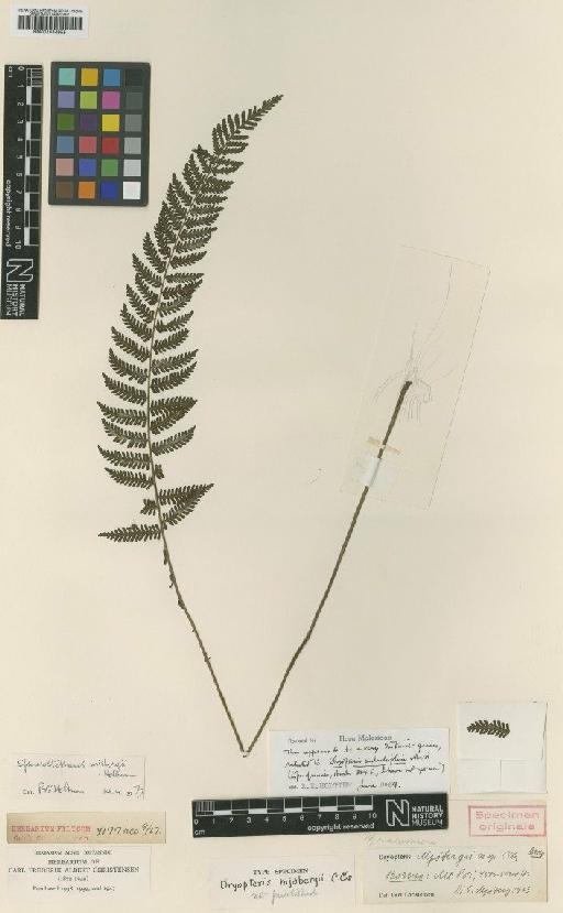 Sphaerostephanos mjobergii (C.Chr.) Holttum - BM001044955