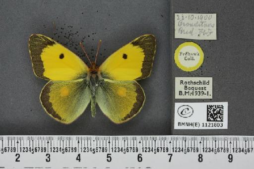 Colias croceus ab. cremonae Verity, 1911 - BMNHE_1121803_83311