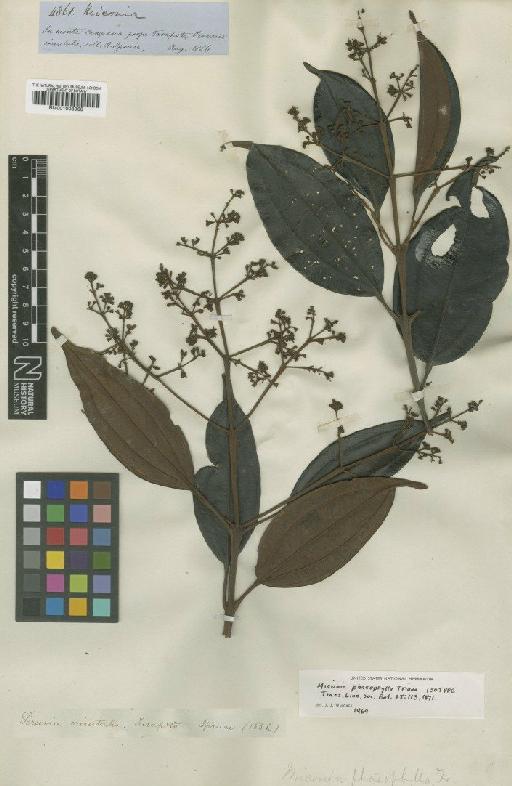 Miconia phaeophylla Triana - BM001008066