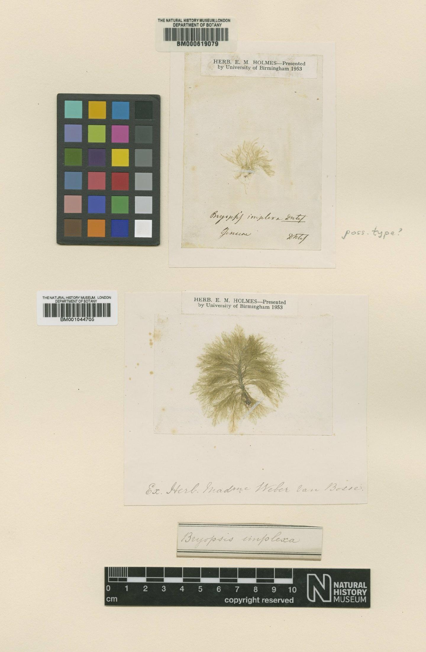 To NHMUK collection (Bryopsis implexa De Not.; NHMUK:ecatalogue:686274)