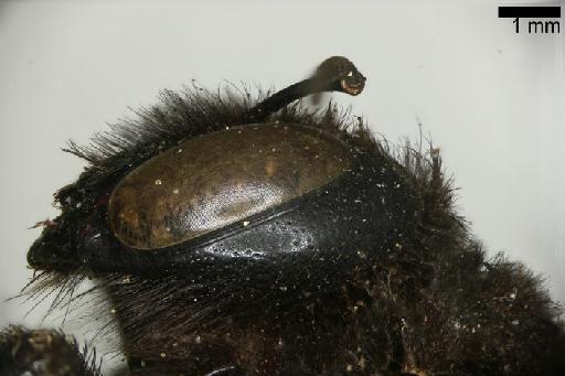 Apis morio Fabricius, 1793 - Xylocopa morio Fabricius BMNH(E)668717 paralectotype female head lateral