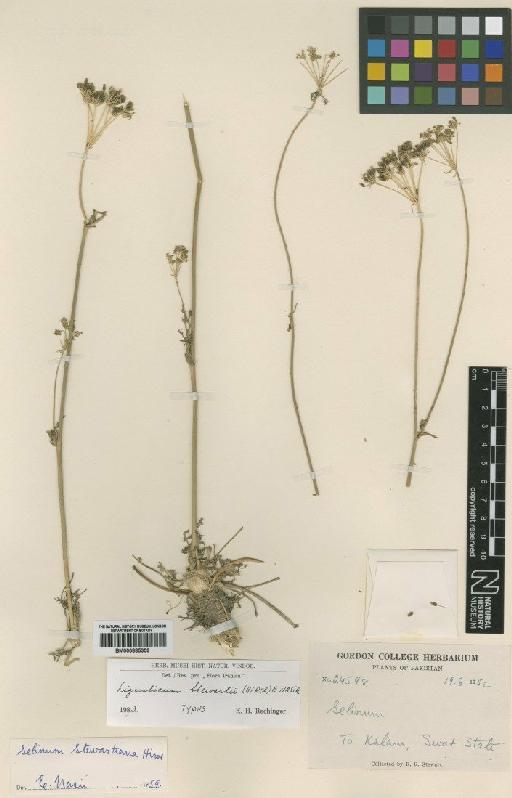 Ligusticum stewartii (Hiroe) Nasir - BM000885359