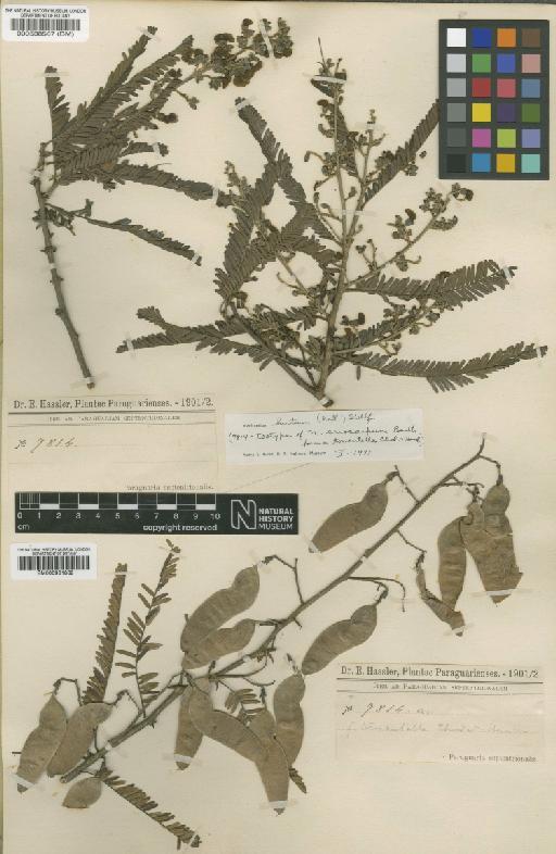 Machaerium eriocarpum Benth. - BM000538567