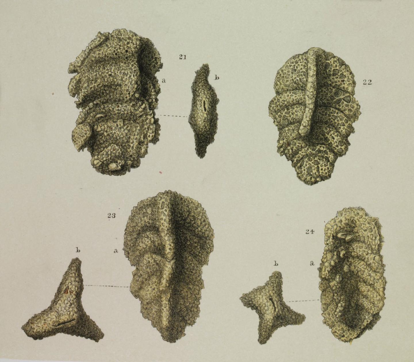 To NHMUK collection (Verneuilina variabilis Brady, 1884; Syntype; NHMUK:ecatalogue:3093450)