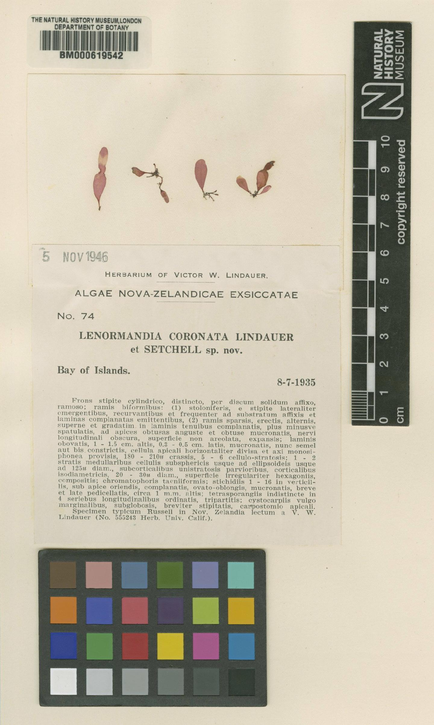 To NHMUK collection (Cladhymenia coronata (Lindauer & Setch.) Saenger; TYPE; NHMUK:ecatalogue:4791282)