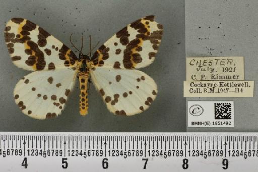 Abraxas grossulariata ab. cuneata Raynor, 1909 - BMNHE_1851492_414874