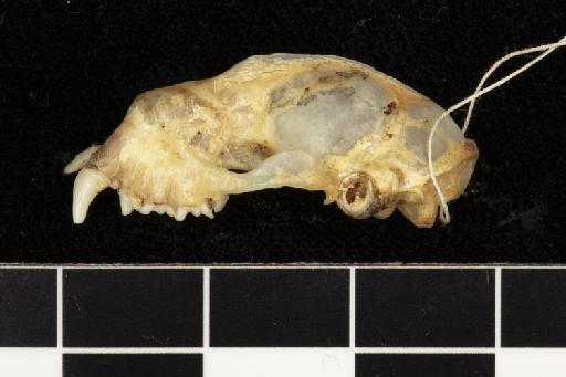 Hipposideros schistaceus Andersen, 1918 - 1913_4_10_3-Hipposideros_schistaceus-Type-Skull-lateral