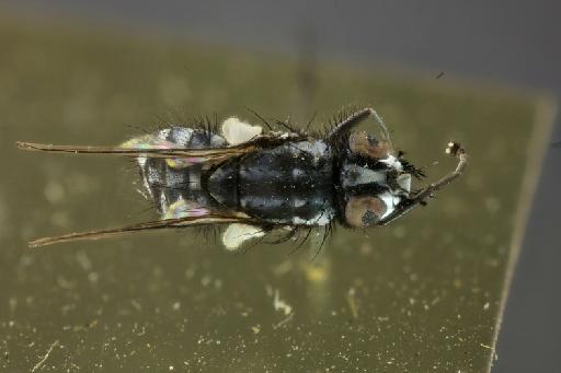 Syllimnophora latimana Malloch, 1934 - Syllimnophora latimana HT dorsal