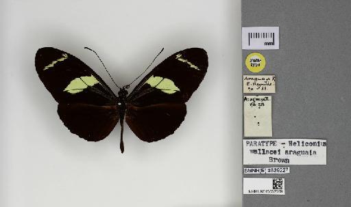 Heliconius araguaia Brown - 015052709_Heliconius_wallacei_araguaia_Dorsal