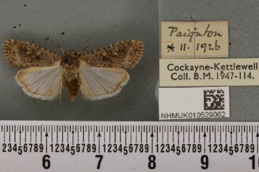 Spodoptera exigua ab. variegata Dannehl, 1929 - NHMUK_010529062_583001