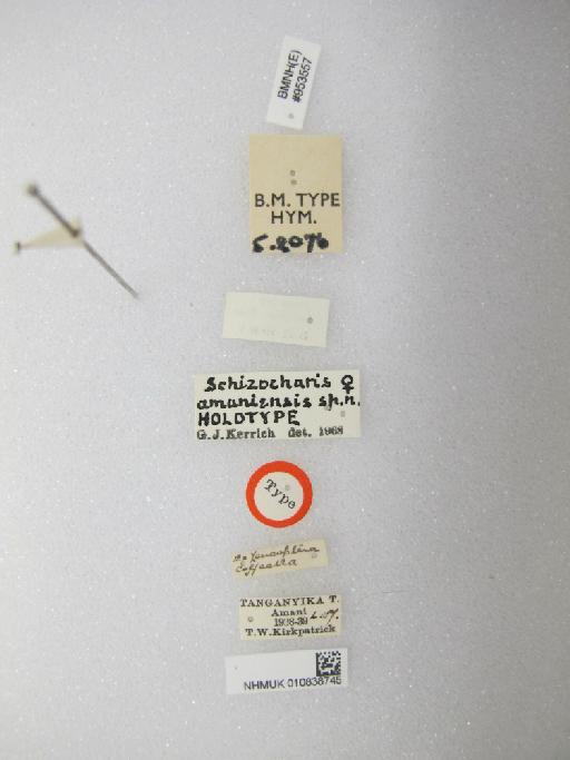 Schizocharis amaniensis Kerrich, 1969 - 010838745_Schizocharis_amaniensis_HT-F-5-2076_labels