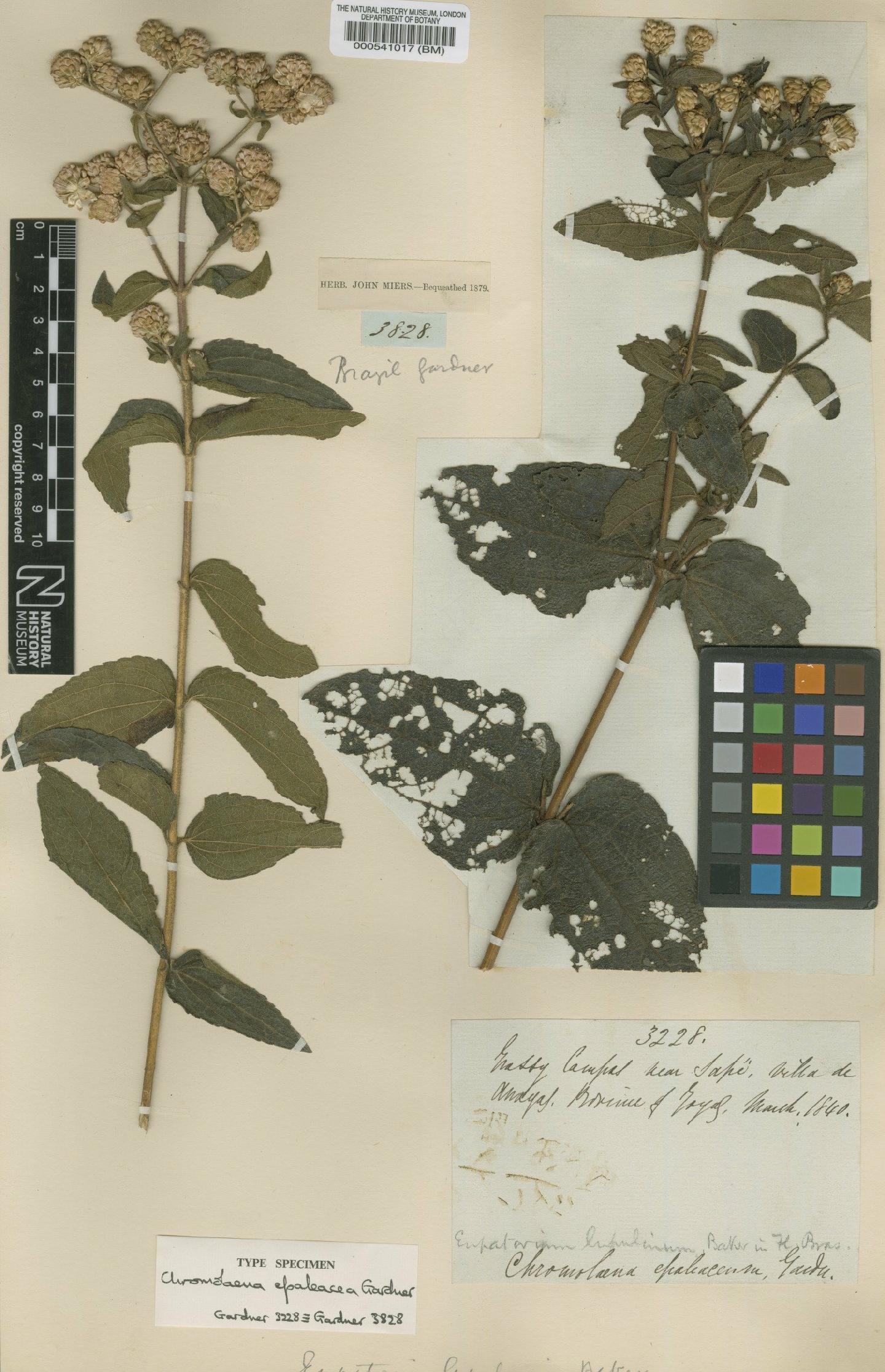 To NHMUK collection (Chromolaena epaleacea Gardner; Type; NHMUK:ecatalogue:4977547)