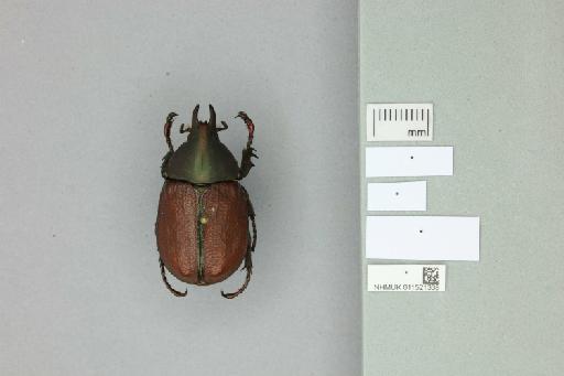 Agaocephala mannerheimi Laporte, 1832 - 011521338_Labels_Ventral