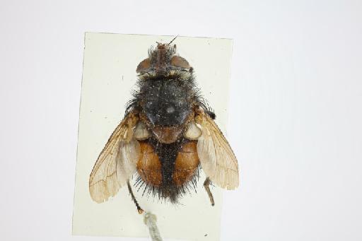 Steatosoma rufiventris Aldrich, 1934 - Steatosoma rufiventris HT dorsal