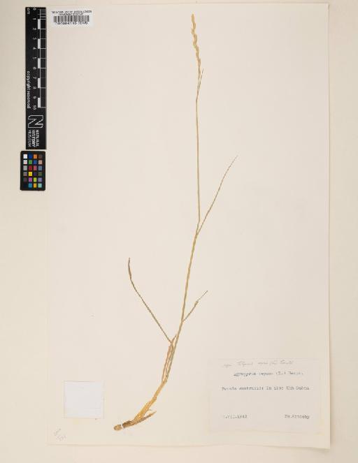 Elymus repens (L.) Gould - 000064115